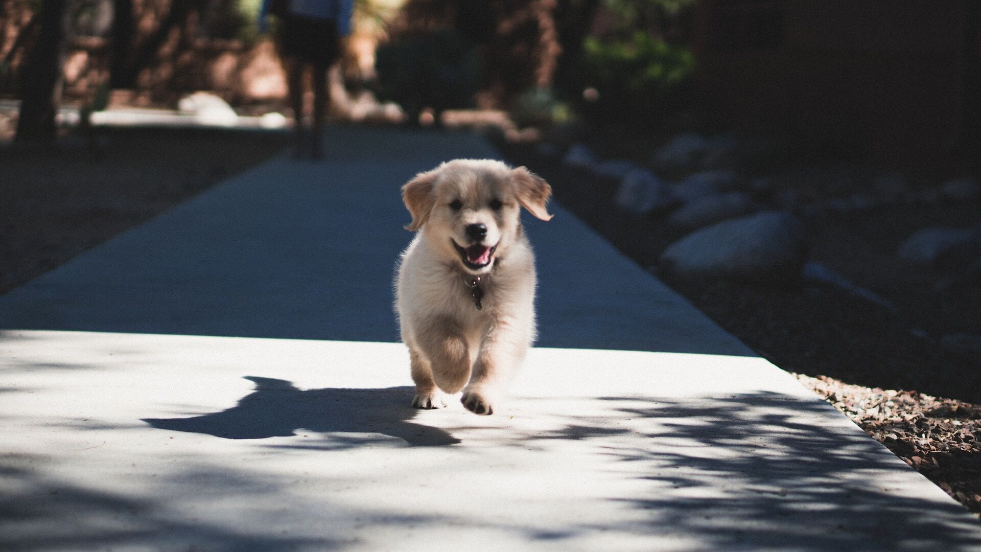 Puppy bounds along after being adopted by new owner